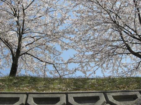 桜 桜の写真