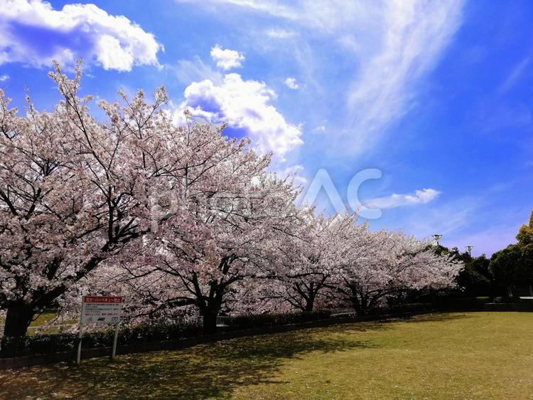青空と桜並木 桜,さくら,青空の写真素材