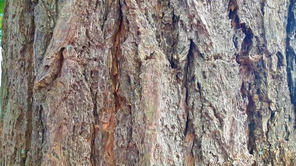 イチョウの木の表皮 木,木材,自然の写真素材