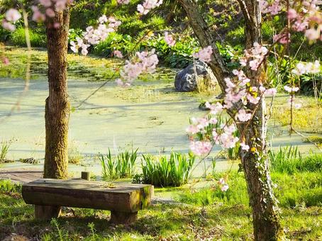 池と桜の木がある春の庭園 池と桜の木がある春の庭園 池,桜,春の写真素材