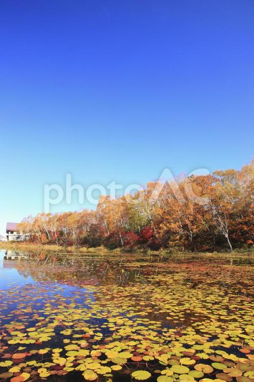志賀高原鮮やかな蓮池の紅葉 志賀高原,蓮池,紅葉の写真素材