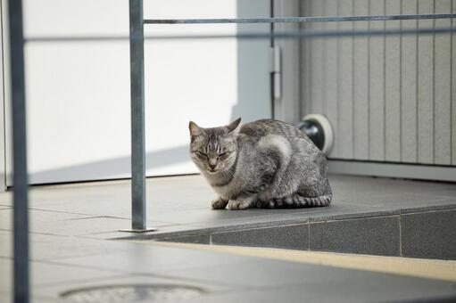 寝かけ猫 猫,野良猫,飼い猫の写真素材