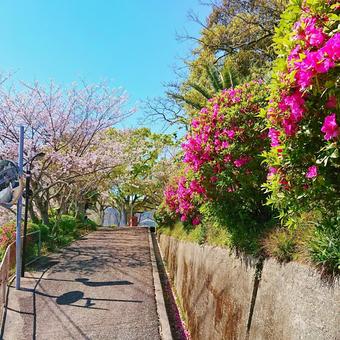 春の花景色 春の花景色の写真