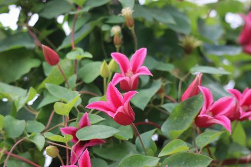 緑の葉と赤いクレマチスの花の咲く花木 緑,葉,赤いの写真素材