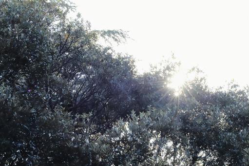 Photo, sunlight, trees, sunbeams leaves, 