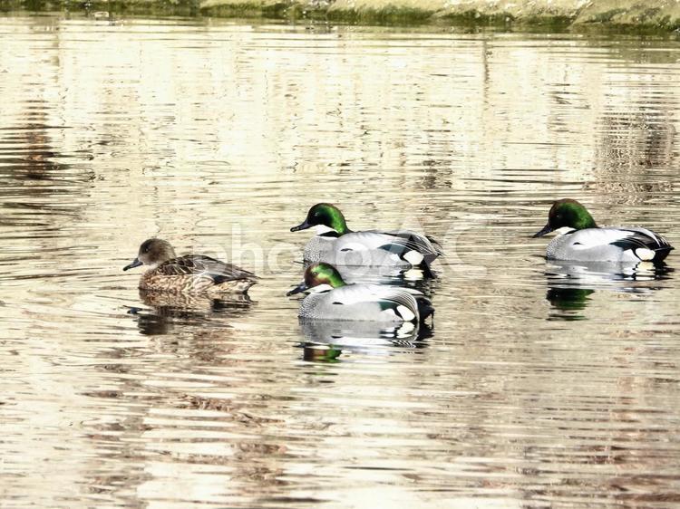 川面を泳ぐヨシガモ 鳥,野鳥,ヨシガモの写真素材