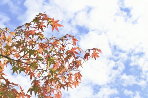 秋空ともみじ 秋,もみじ,紅葉の写真素材