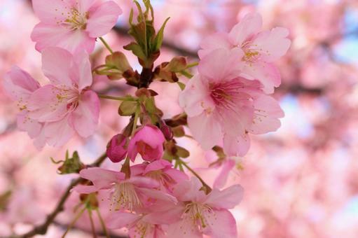 Sakura and blue sky 045, вишневое дерево, вишневый цвет, сакура, JPG