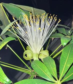 パキラの花 パキラの花の写真