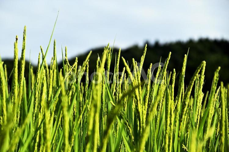 夏の田んぼの風景 稲穂,稲作,イネ科の写真素材
