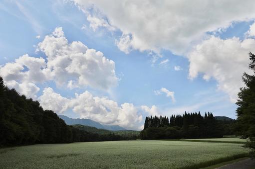 戸隠高原 そば畑2 戸隠高原 そば畑2 そば,蕎麦,風景の写真素材