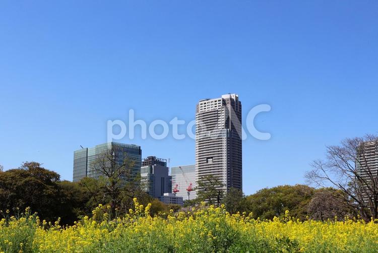 ４月上旬の浜離宮恩賜庭園の菜の花と桜 春,空,景色の写真素材