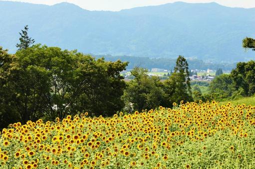 ひまわり3 ひまわり3の写真