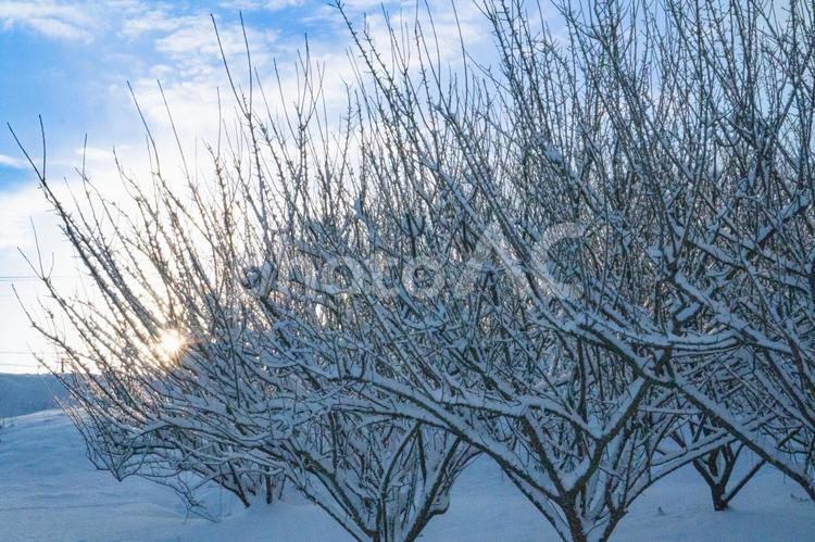 朝陽のあたる雪の梅林 梅林,梅,雪の写真素材