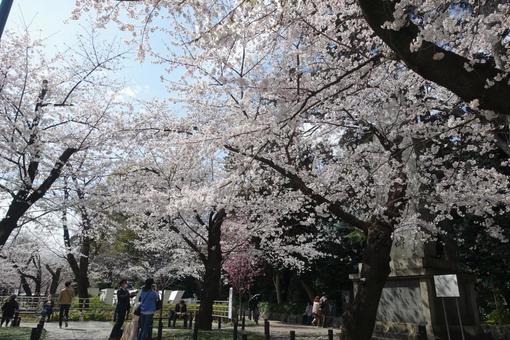 桜 桜の写真