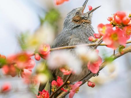 ボケの花とヒヨドリ ボケの花とヒヨドリの写真