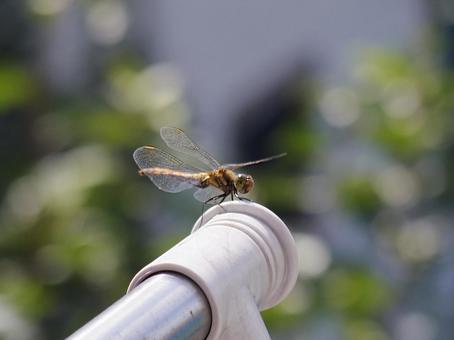 Dragonfly, dragonfly, dragonfly, insect, JPG