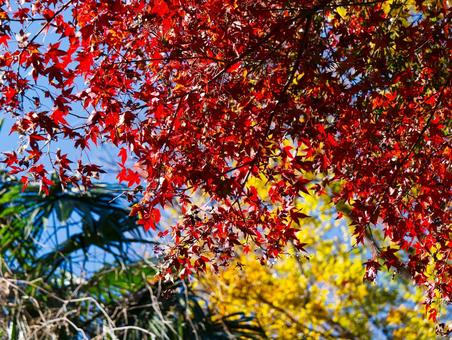鮮やかな紅葉と秋空のコントラスト 紅葉,もみじ,赤い葉の写真素材