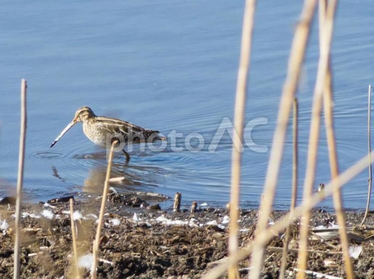 魚を探すオオハシシギ 鳥,野鳥,シギの写真素材