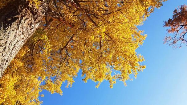 秋の青空といちょう 秋,紅葉,イチョウの写真素材