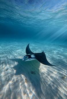 砂底に影を落としながら進む、美しいマンタの写真