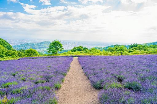 北海道 札幌市 幌見峠のラベンダー畑 北海道 札幌市 幌見峠のラベンダー畑 北海道,札幌,札幌市の写真素材