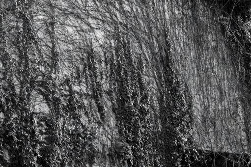 コンクリートの外壁で造形を見せるツタの写真