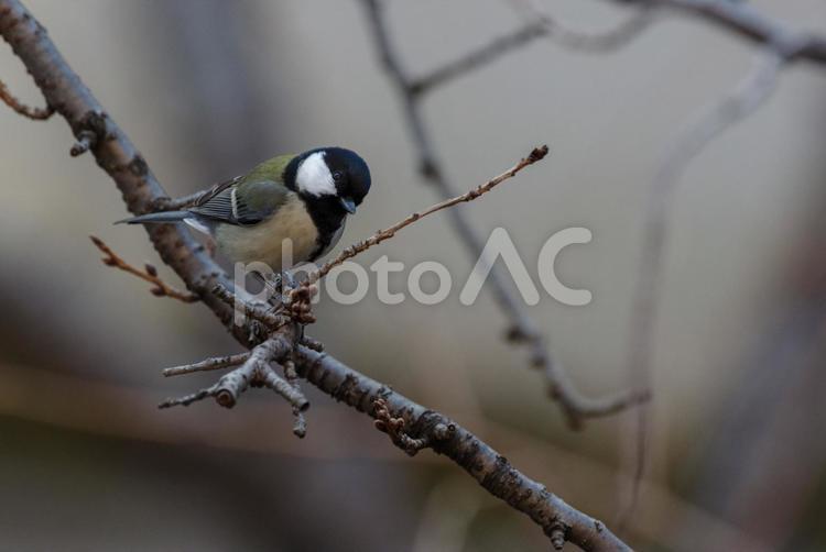 シジュウカラが枝にとまり黒い目が輝く シジュウカラ,野鳥,冬の写真素材