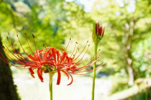 赤い花が映える風景 赤い花が映える風景 彼岸花,花,赤の写真素材