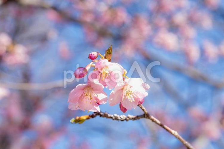 咲き始めの桜と青空 咲き始めの桜,桜,サクラの写真素材