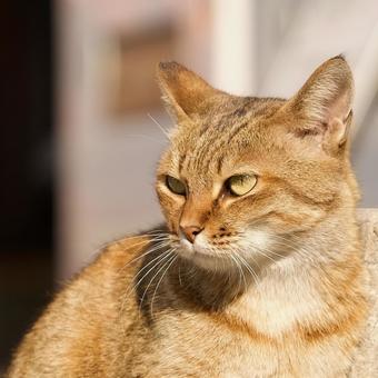 猫の顔のクローズアップ 猫の顔のクローズアップ 猫,野良猫,茶の写真素材
