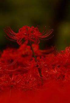 曼殊沙華 曼殊沙華の写真
