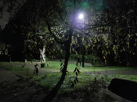 夜の公園の写真