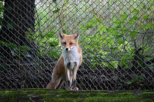 狐 狐 かわいい,毛並み,動物の写真素材