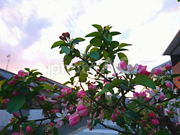 林檎の花と夕空 林檎,花,葉っぱの写真素材