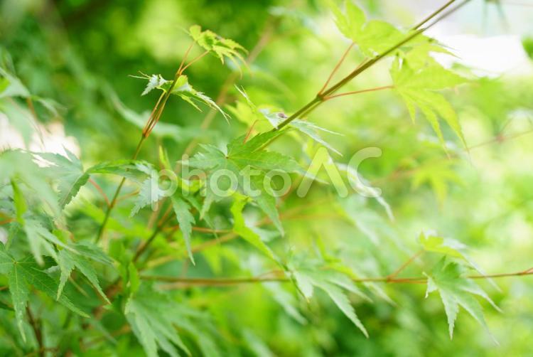 新緑ともみじ 新緑,緑,葉の写真素材