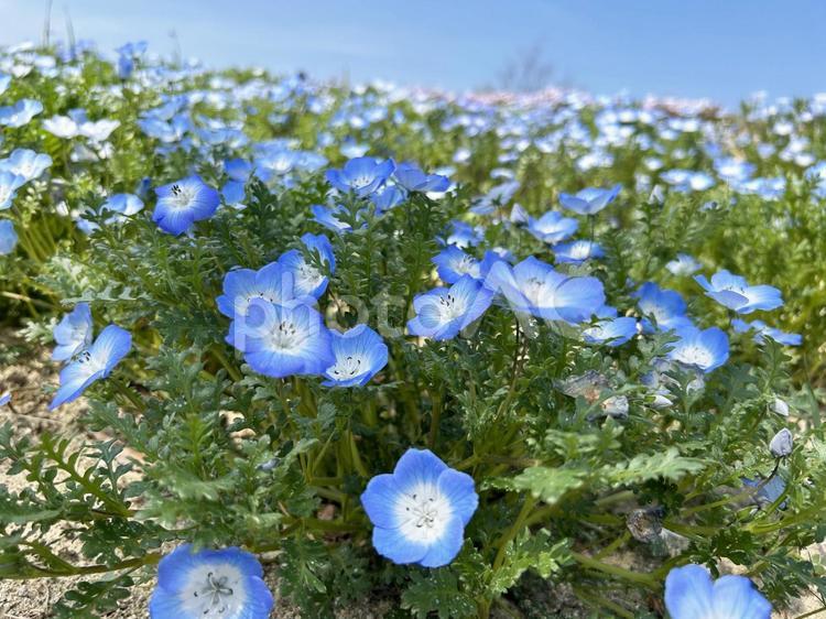 晴れた日のネモフィラ畑にて ネモフィラ,ネモフィラ畑,青の写真素材