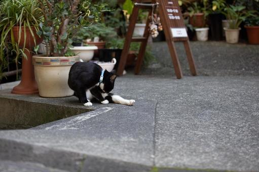 野良猫 野良猫の写真