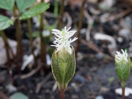 ヒトリシズカ・一人静の写真