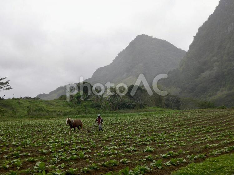フィジーの農村にて 農業（商業企業）,耕作地,フィジーの写真素材
