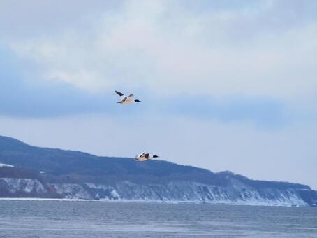 流氷の上を舞う白い鳥 北海道,流氷,オホーツク海の写真素材