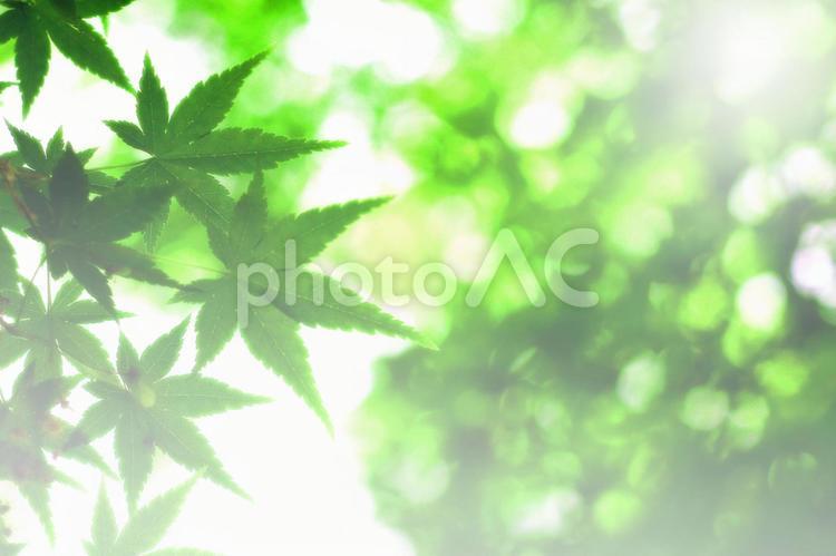 日差し　緑　ヒーリングイメージ背景 背景,バーチャル背景,ビジネスの写真素材