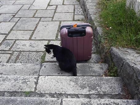 スーツケースと猫 クロアチア,猫,スーツケースの写真素材