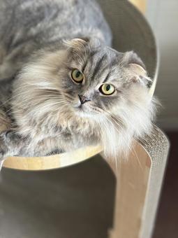 くつろぐ猫2 くつろぐ猫2 猫,ペット,スコティッシュフォールドの写真素材