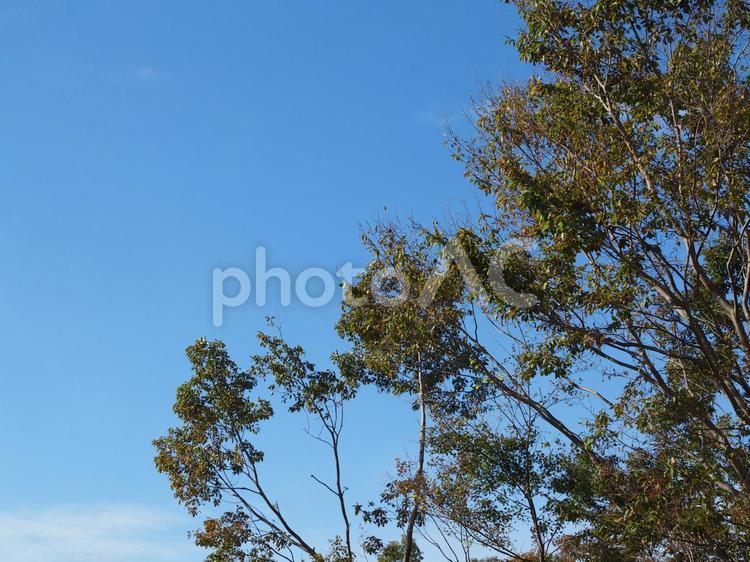 秋の空と木々4 空,秋の空,木の写真素材