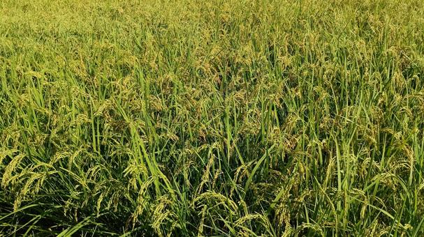 今年のコメは豊作でしょうか？ 稲,米,穂の写真素材