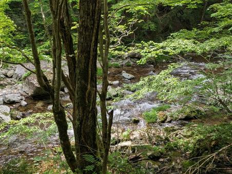 山間の渓流 山間の渓流の写真
