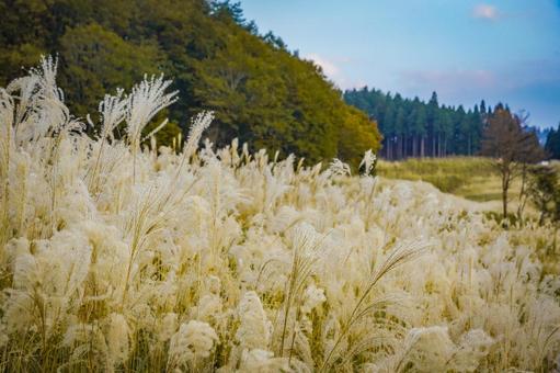 Japanese silver grass, JPG