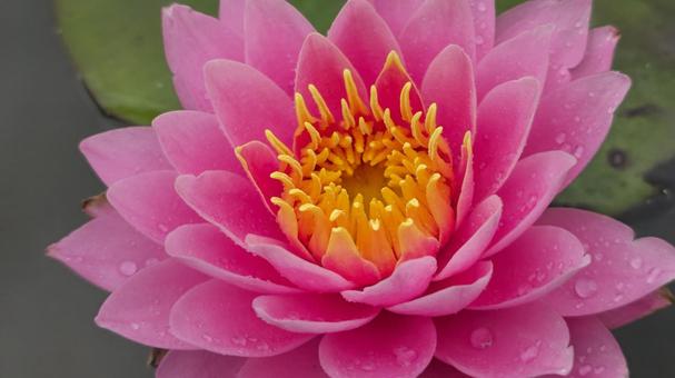 蓮の花 蓮,ハス,睡蓮の写真素材