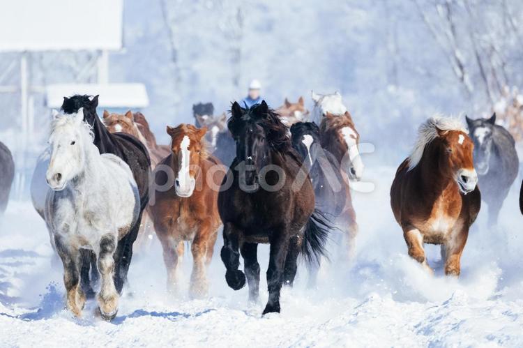 冬に走る馬の群れ 馬,冬,馬追いの写真素材